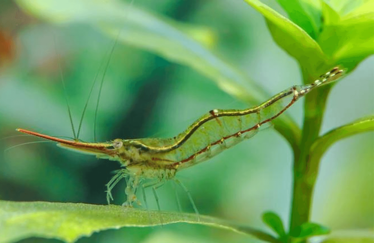 Đặc điểm tép mũi đỏ