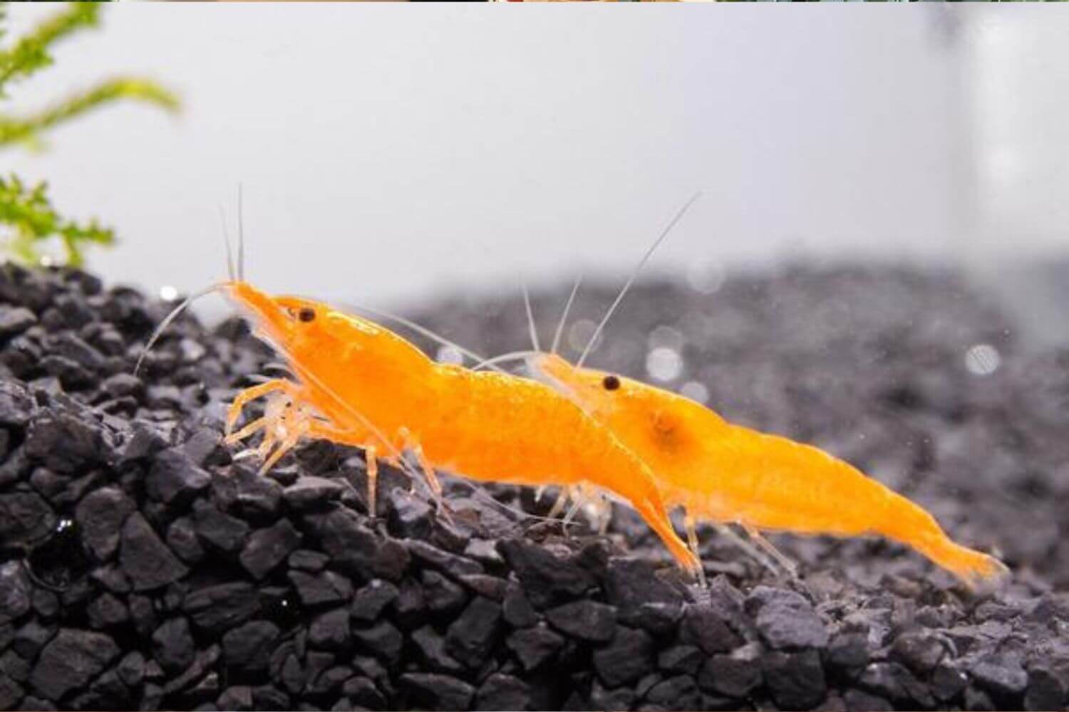 Đặc điểm tép cam