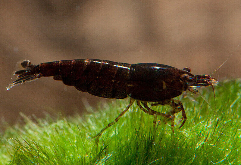 Đặc điểm Tép Chocolate