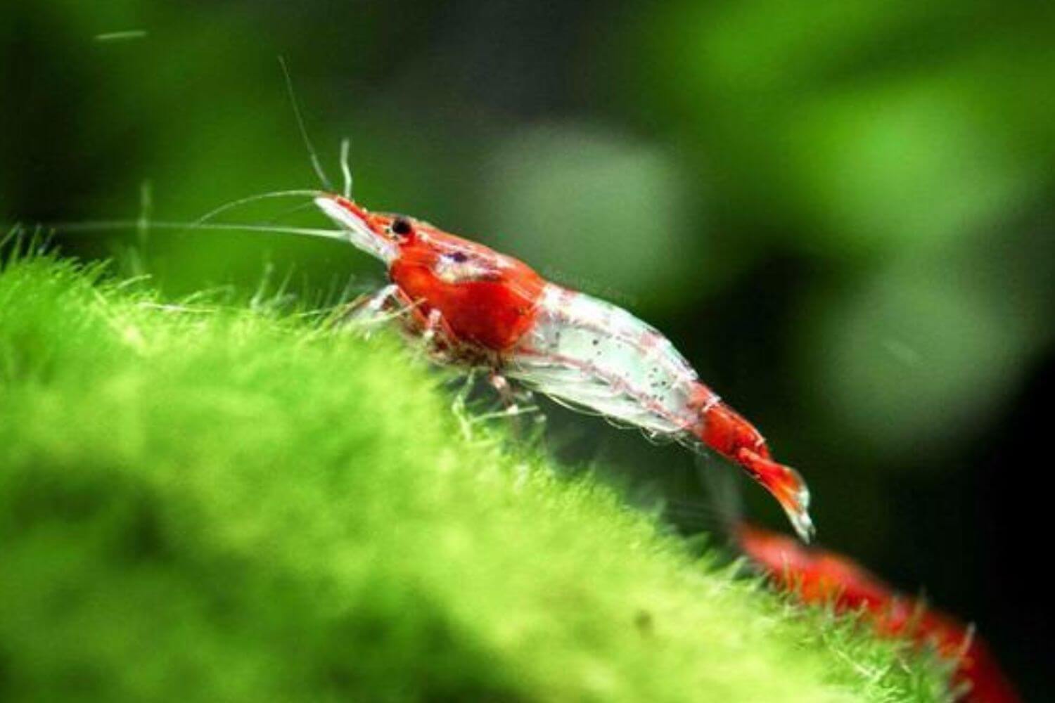 Điều kiện sống tép Rili