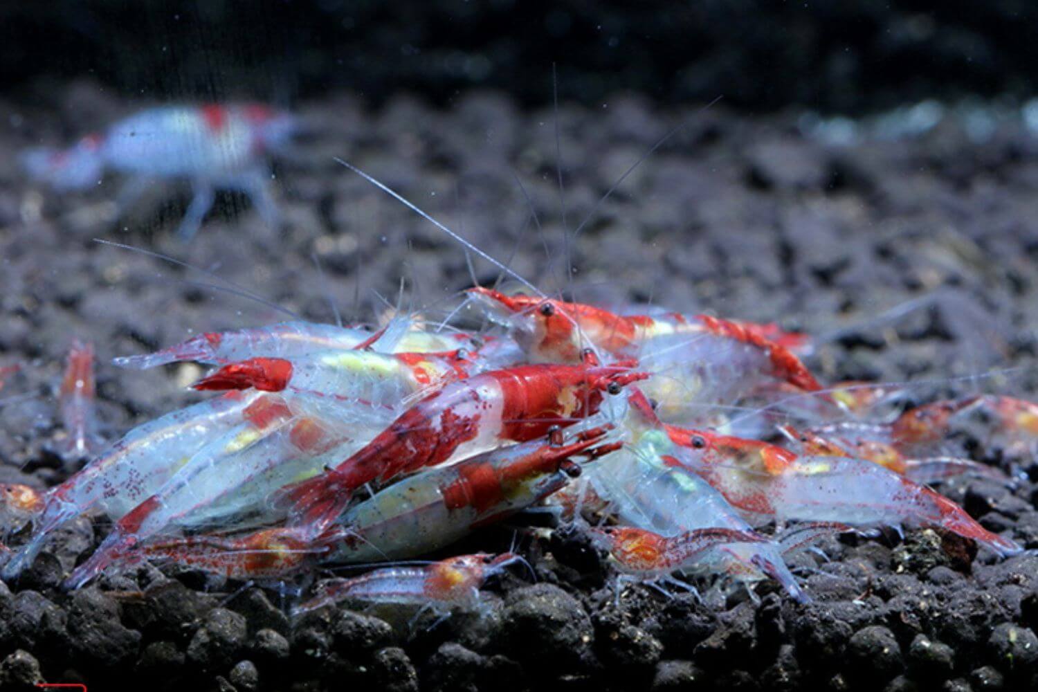 tép Rili Sinh sản