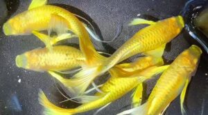 Read more about the article Cá Bảy Màu Full Gold – Vẻ Đẹp Hoàn Mỹ Ánh Kim Rực Rỡ