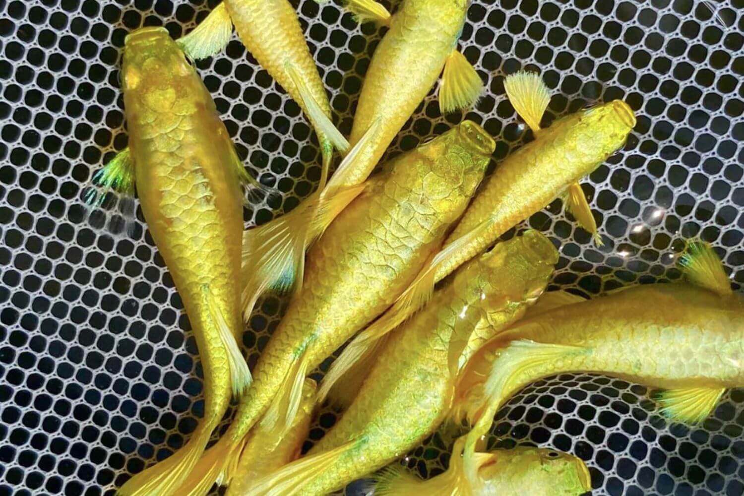 Cá Bảy Màu Full Gold Là Gì