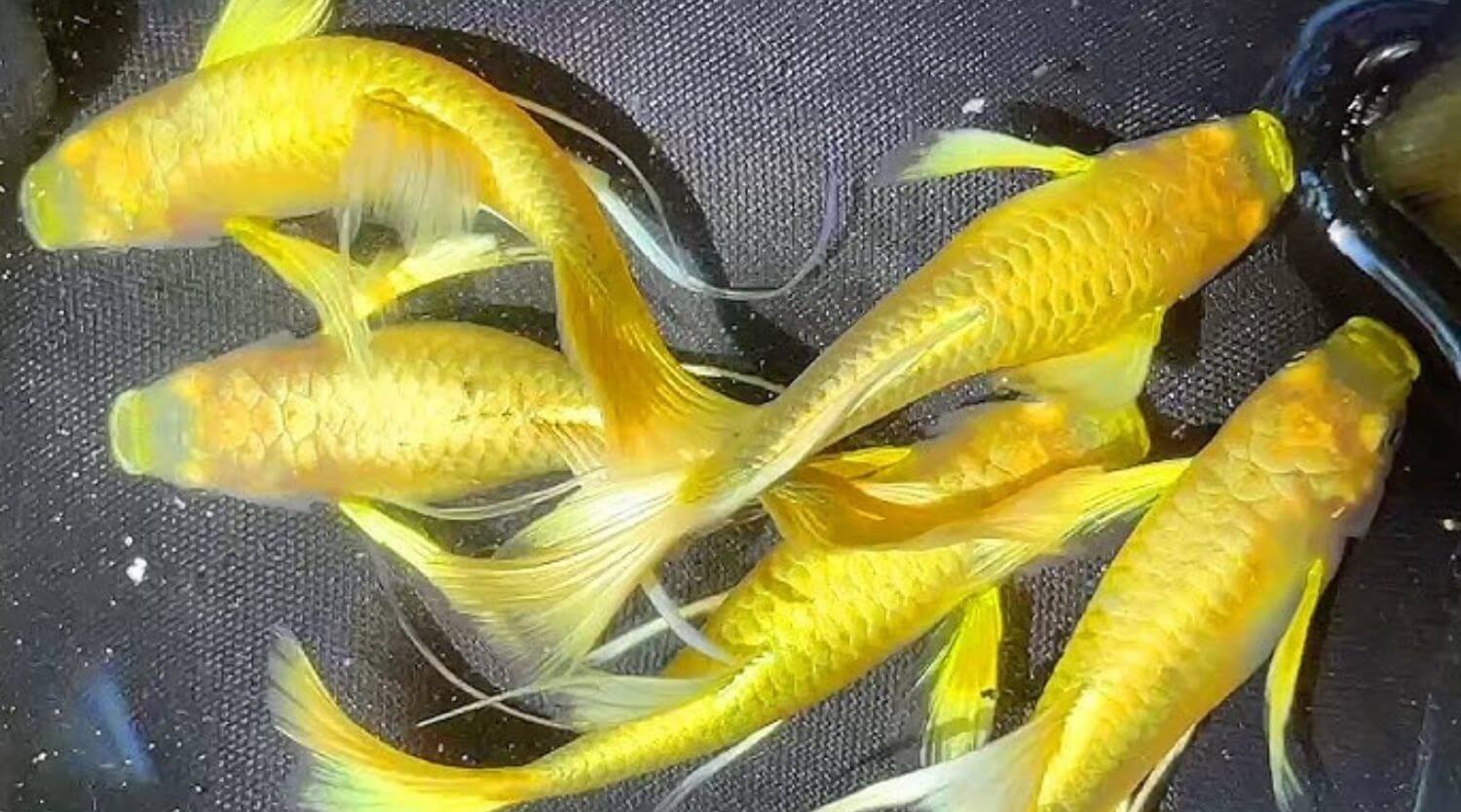 Read more about the article Cá Bảy Màu Full Gold – Vẻ Đẹp Hoàn Mỹ Ánh Kim Rực Rỡ