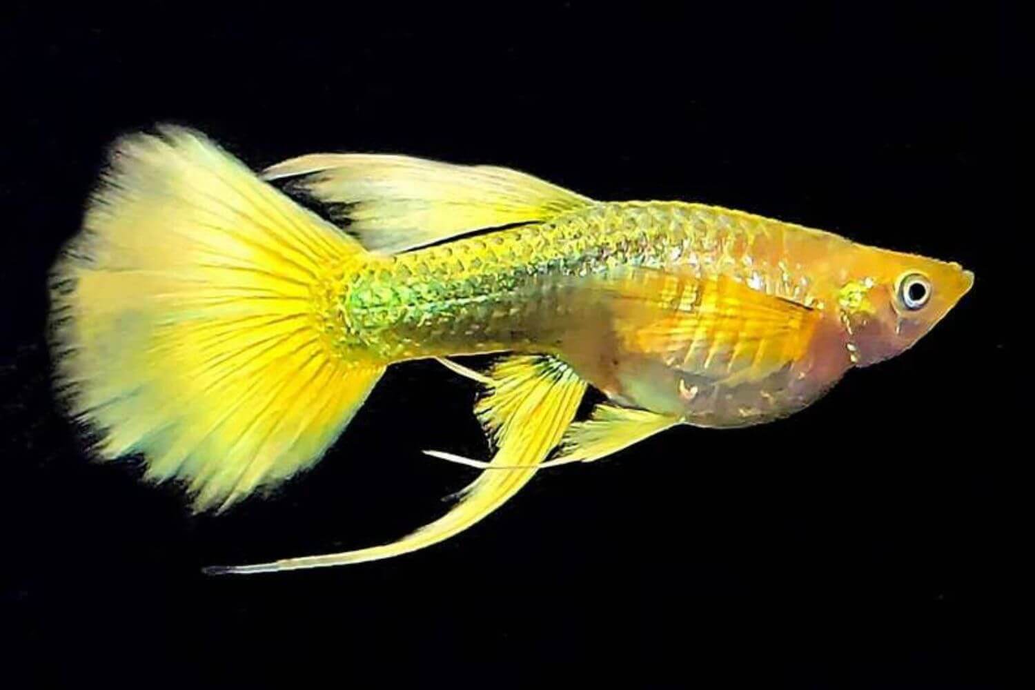 Các Biến Thể Phổ Biến