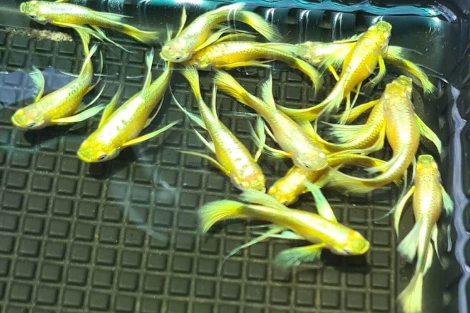 Đặc Điểm Nhận Dạng