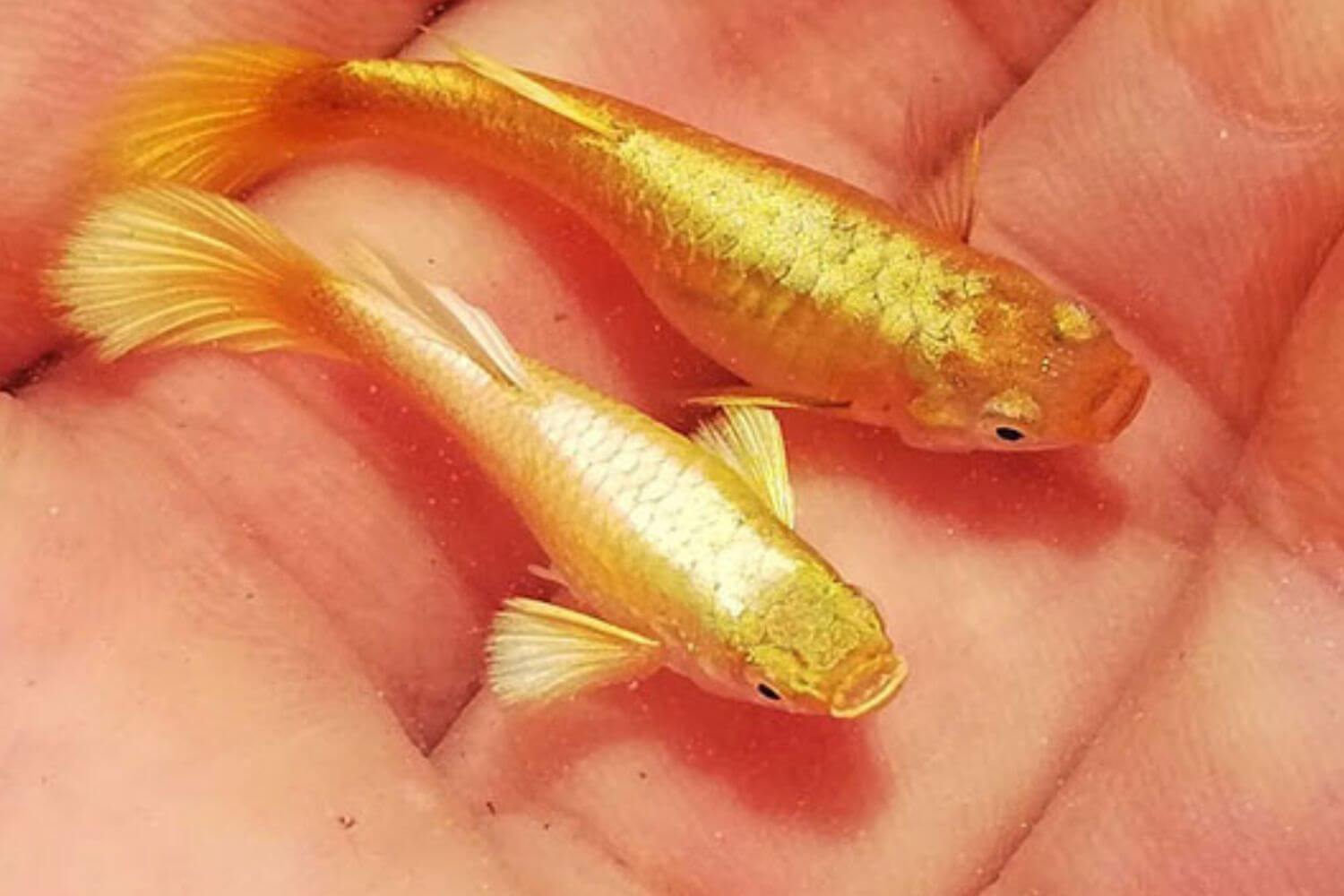Lai Tạo Cá Bảy Màu
