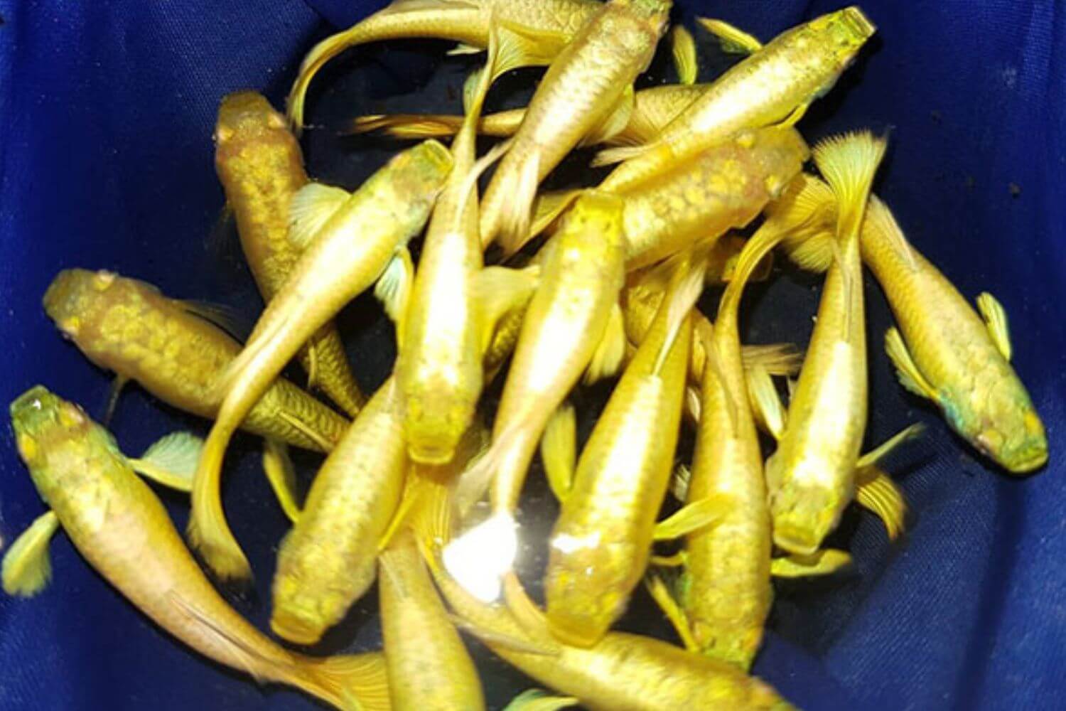 Môi Trường Sống Lý Tưởng