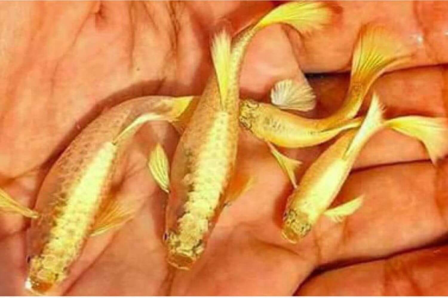 Quá Trình Sinh Sản