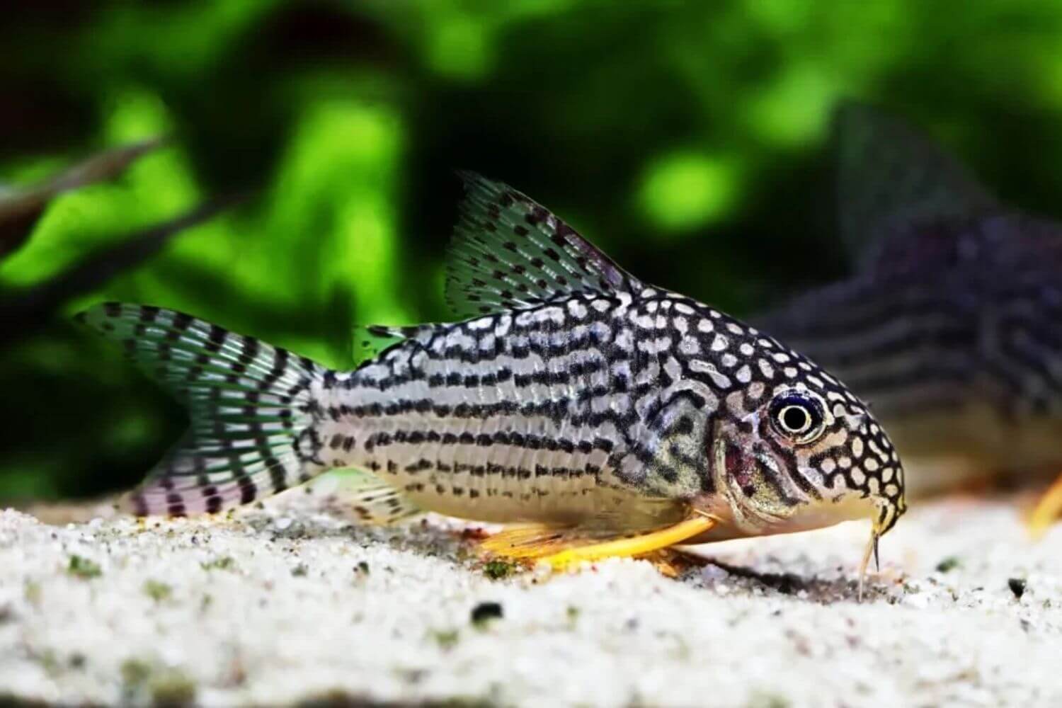 Read more about the article 10 Loài Cá Vệ Sinh Hồ Thủy Sinh Hiệu Quả, Dễ Nuôi