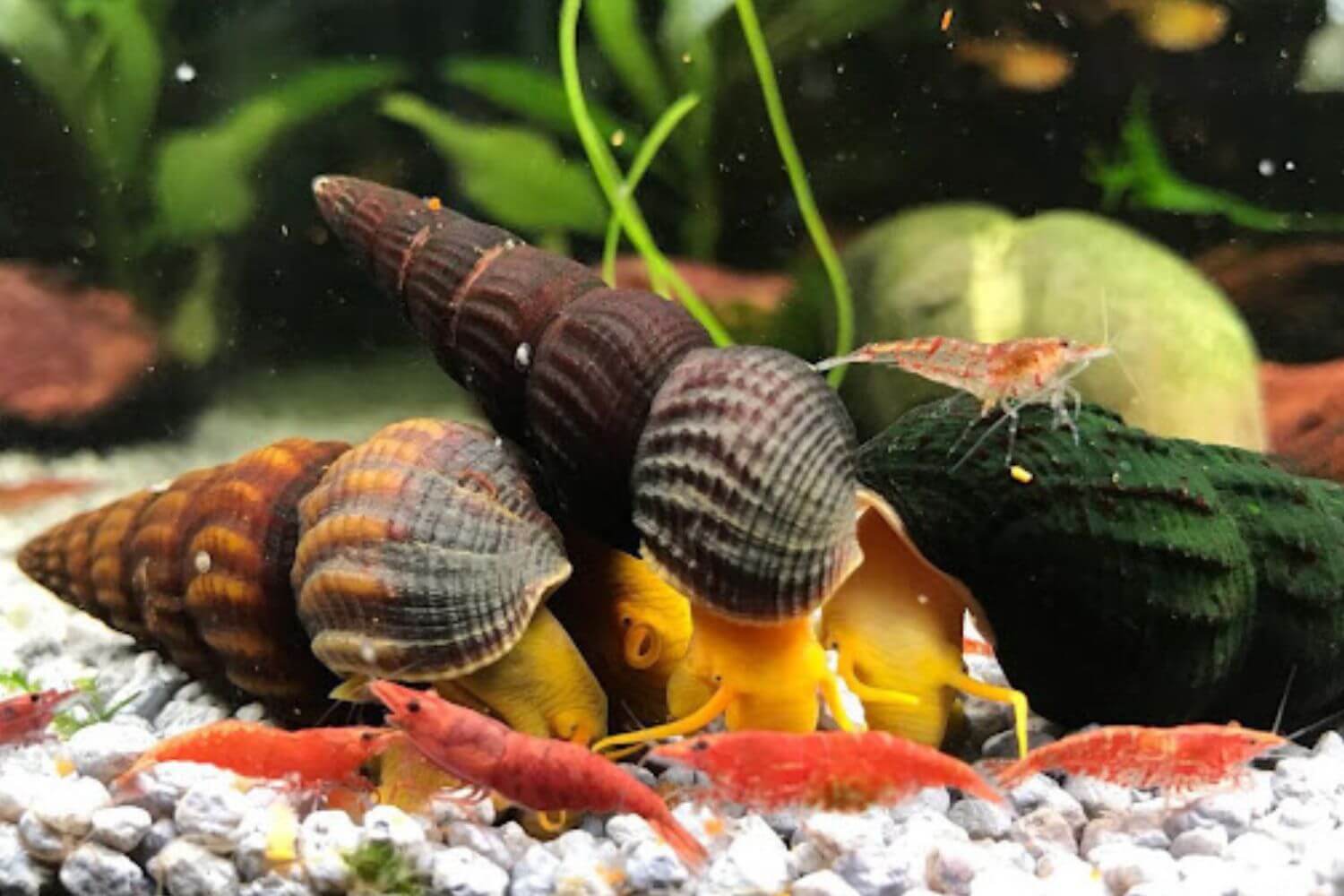 các loài tép ốc