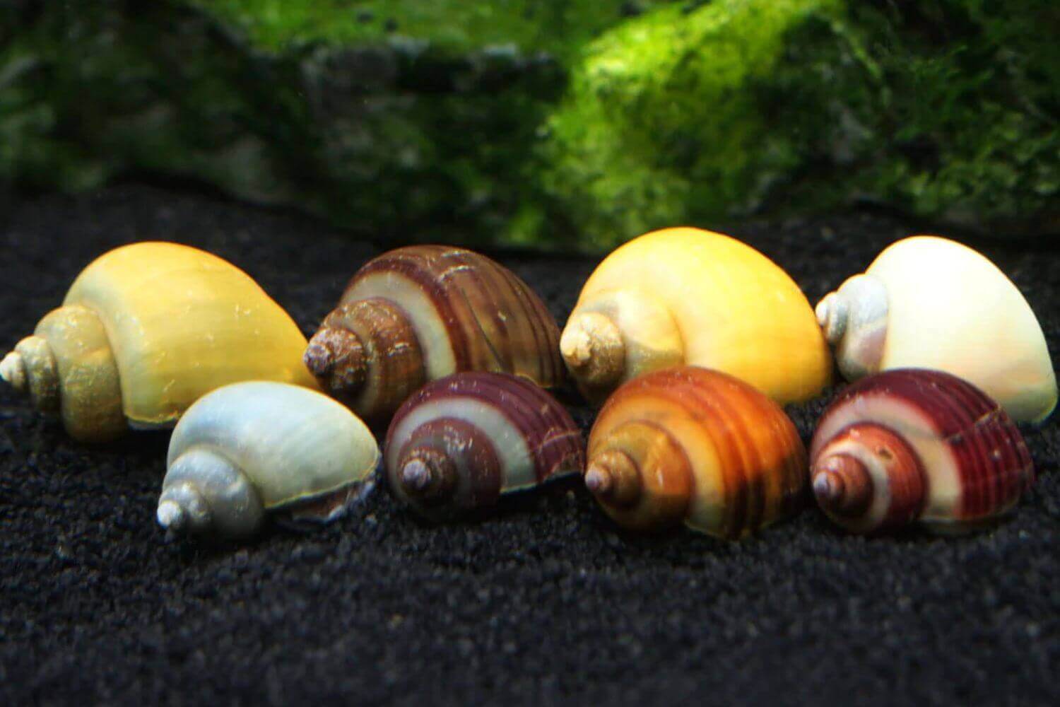 Read more about the article Các Loài Tép, Ốc Ăn Rêu Hại Hiệu Quả Cho Hồ Thủy Sinh