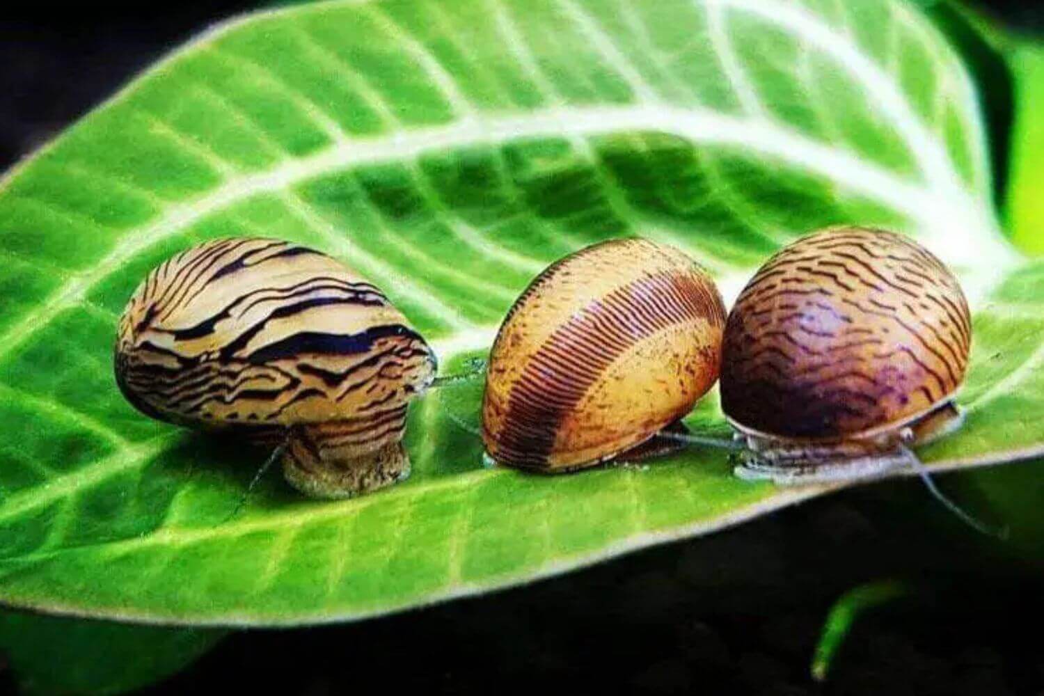 Ốc Nerite