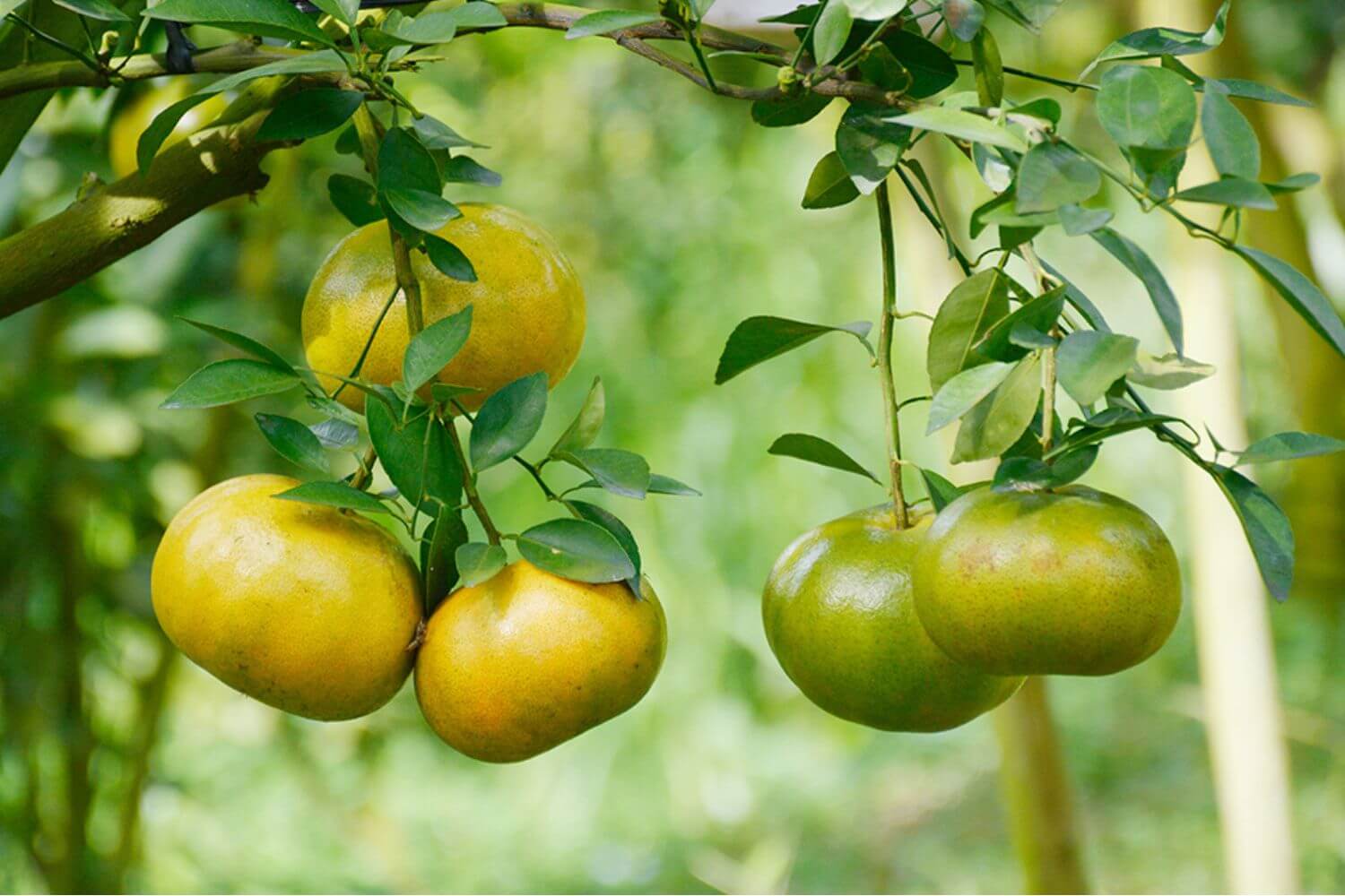 Trái Cây Miệt Vườn Trái Cây Miệt Vườn