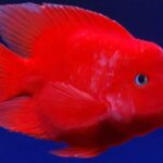 Cá Hồng Két – Loài Cá Đáng Yêu Mang Ý Nghĩa May Mắn