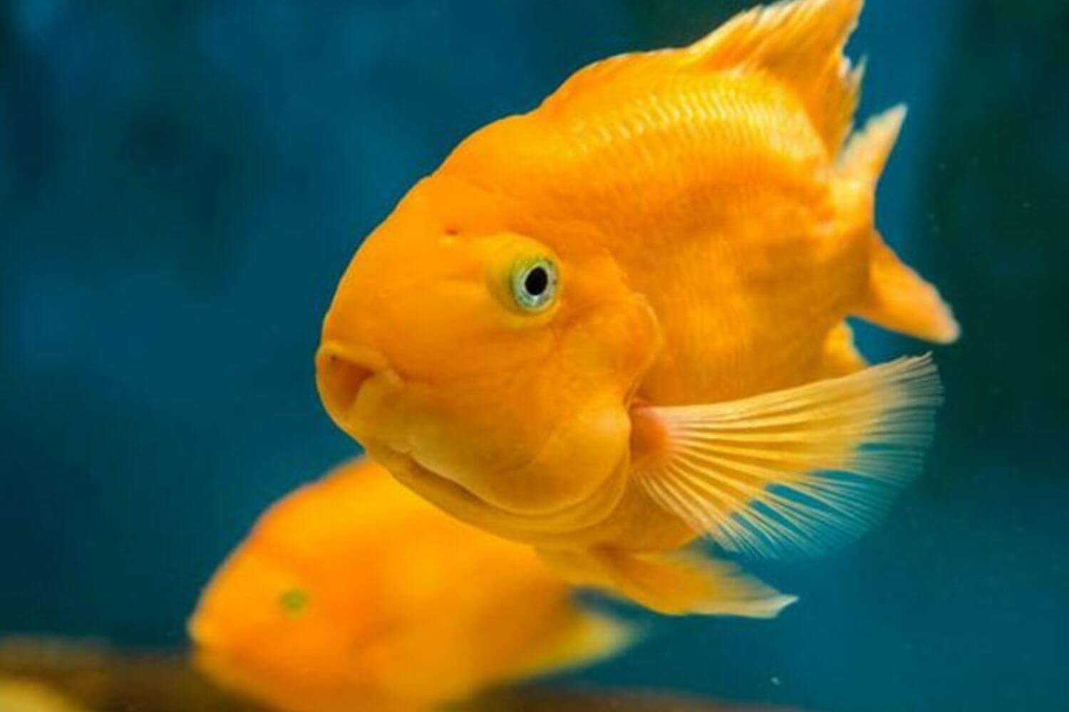 Cá Hồng Két Là Gì Cá Hồng Két Là Gì