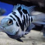 Cá Két Panda – Vẻ Đẹp Độc Đáo Cho Hồ Cá Cảnh Nhà Bạn