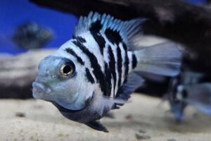 Read more about the article Cá Két Panda – Vẻ Đẹp Độc Đáo Cho Hồ Cá Cảnh Nhà Bạn