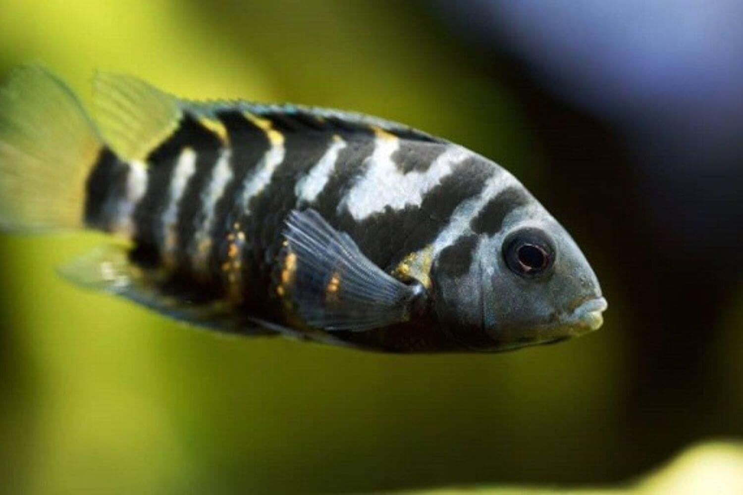 Các Bệnh Thường Gặp Các Bệnh Thường Gặp