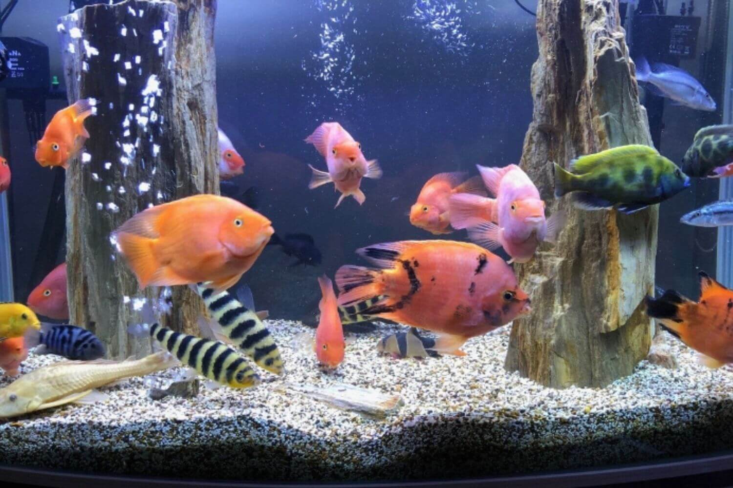 Các Loài Cá Nuôi Chung