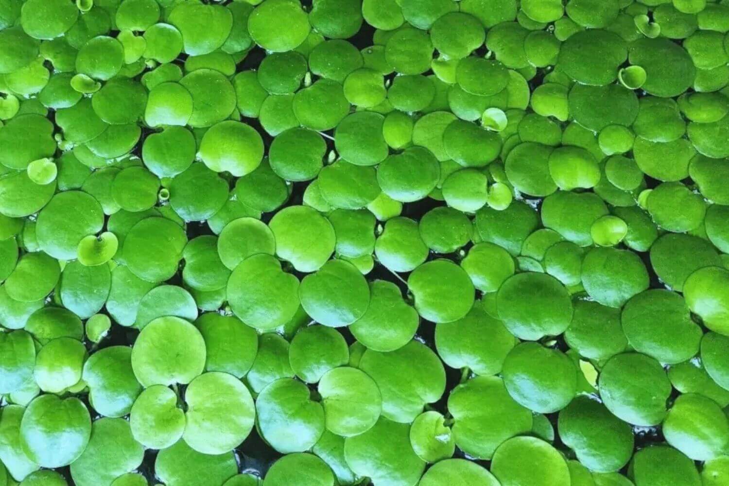 Cây Bèo Nhật Cây Bèo Nhật