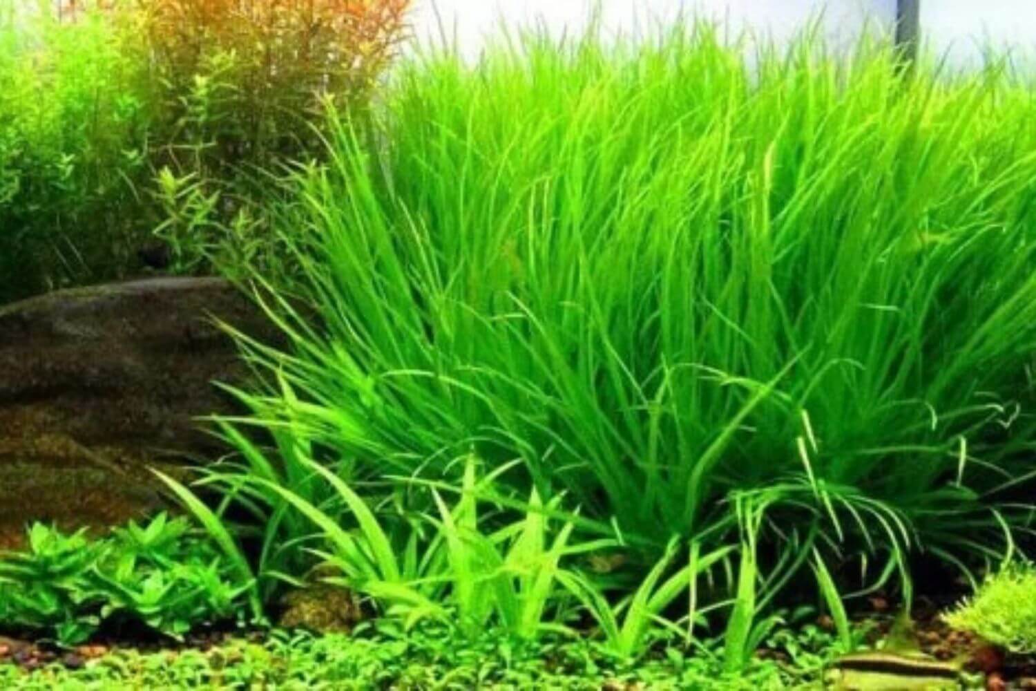 Cây Cỏ Nhật Cây Cỏ Nhật