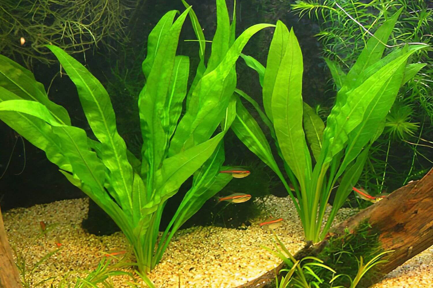 Cây Lưỡi Mác Cây Lưỡi Mác