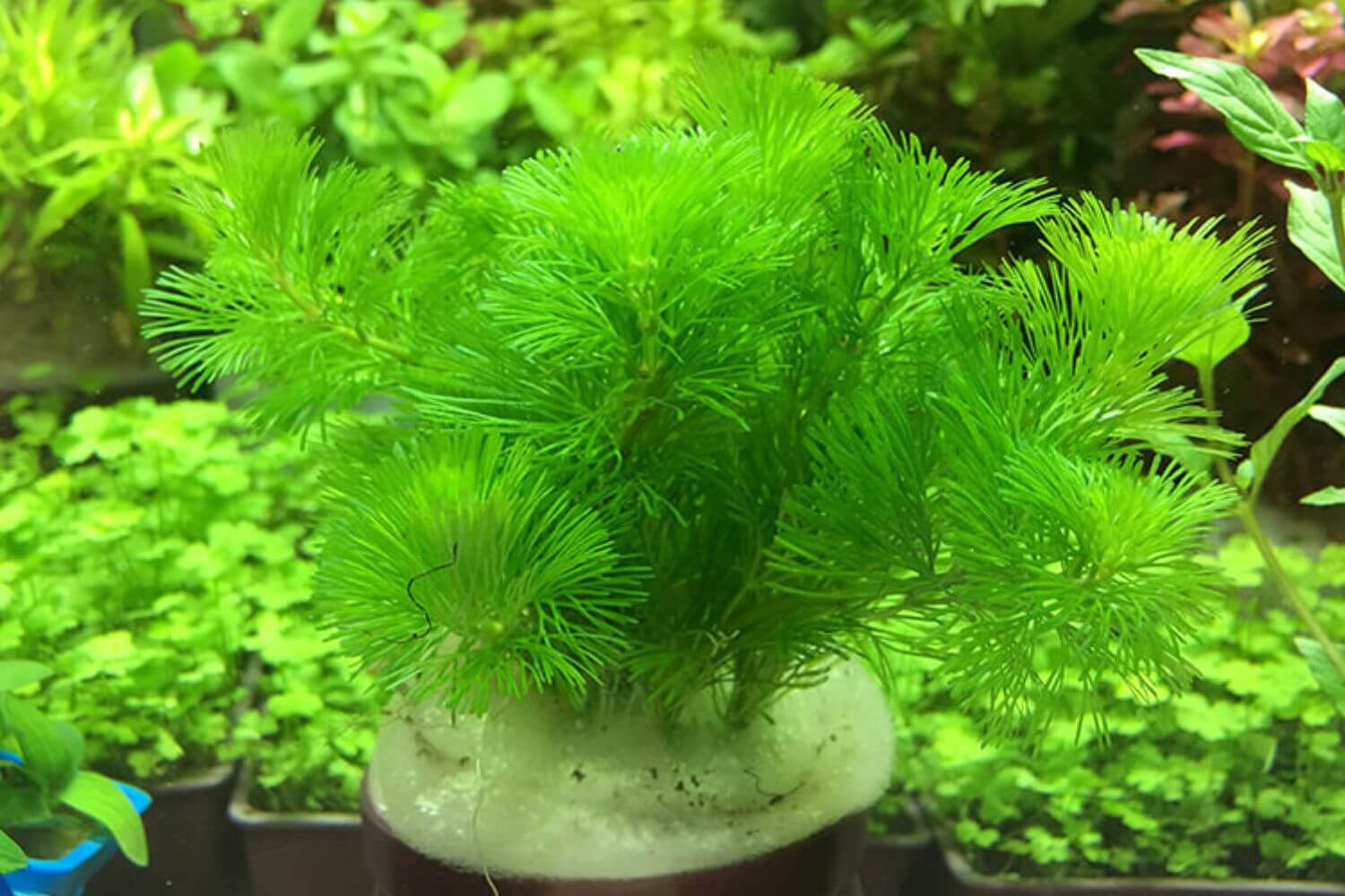 Cây Rong La Hán Cây Rong La Hán