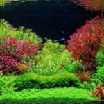 10 Cây Thủy Sinh Dễ Trồng, Dễ Chăm Dành Cho Người Mới