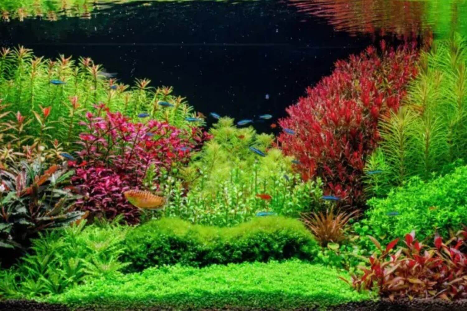 Read more about the article 10 Cây Thủy Sinh Dễ Trồng, Dễ Chăm Dành Cho Người Mới