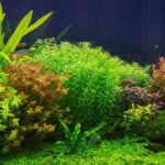 10 Cây Thủy Sinh Không Cần CO₂ Dễ Trồng, Đẹp Mắt