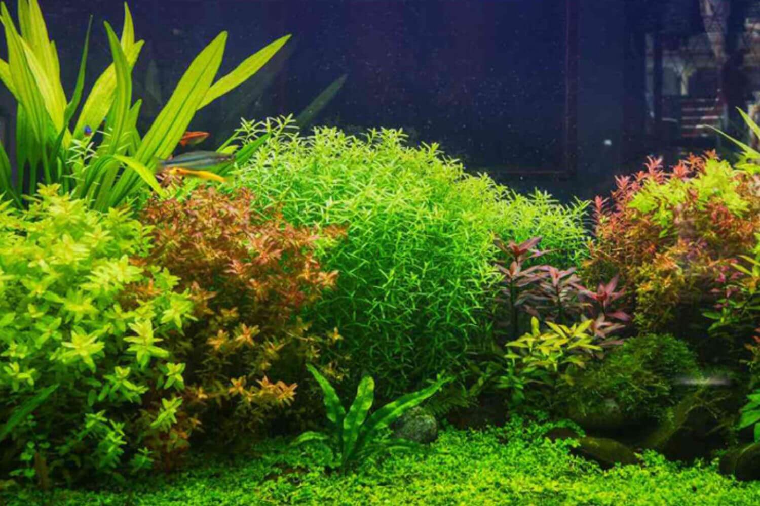 Read more about the article 10 Cây Thủy Sinh Không Cần CO₂ Dễ Trồng, Đẹp Mắt