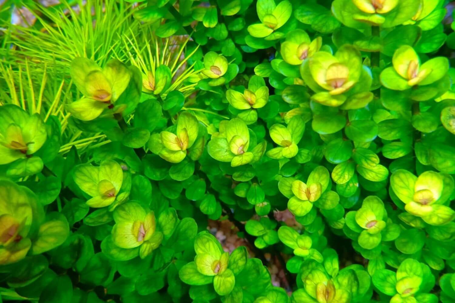 Cây Vảy Ốc Cây Vảy Ốc