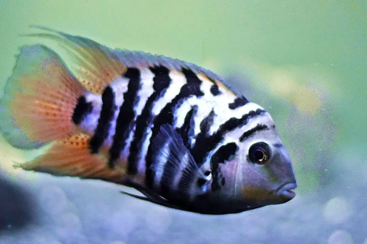 Đặc điểm cá két panda