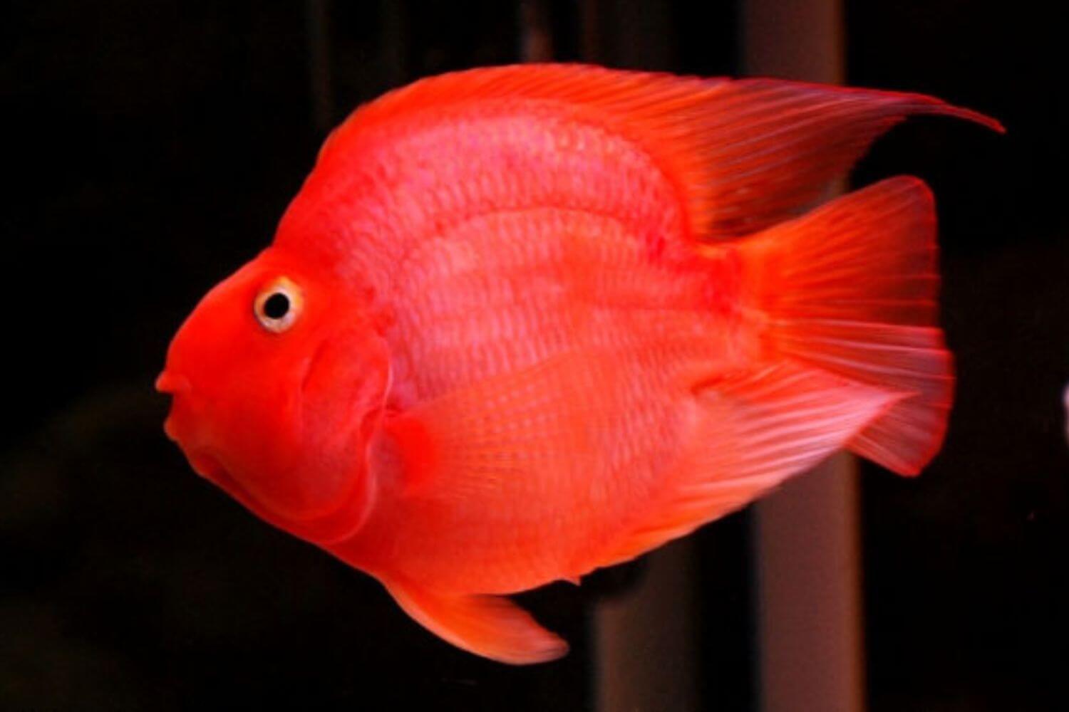 Đặc Điểm Nổi Bật Đặc Điểm Nổi Bật