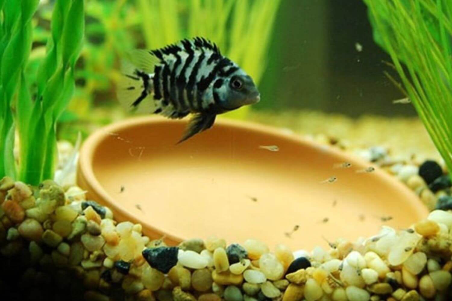 Ép Cá Két Panda Sinh Sản Ép Cá Két Panda Sinh Sản