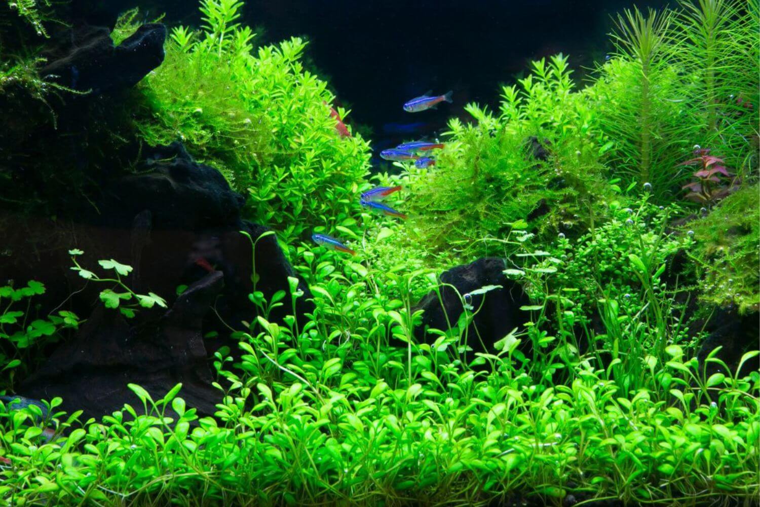 Lưu Ý Chọn Cây Thủy Sinh Lưu Ý Chọn Cây Thủy Sinh