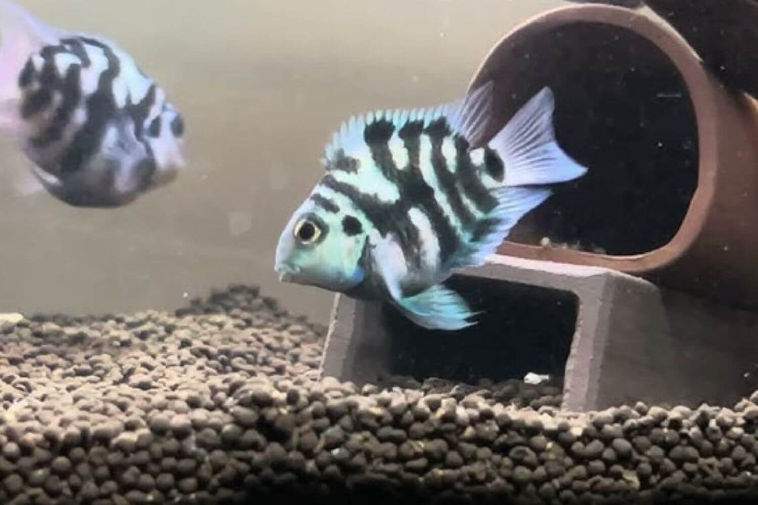 Môi Trường Sống Lý Tưởng Môi Trường Sống Lý Tưởng