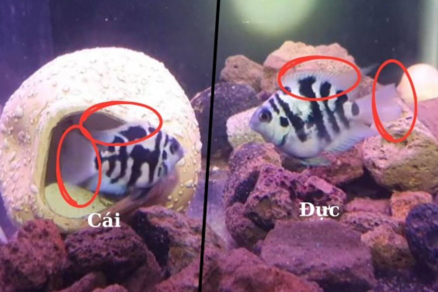 Phân Biệt Cá Két Panda Phân Biệt Cá Két Panda