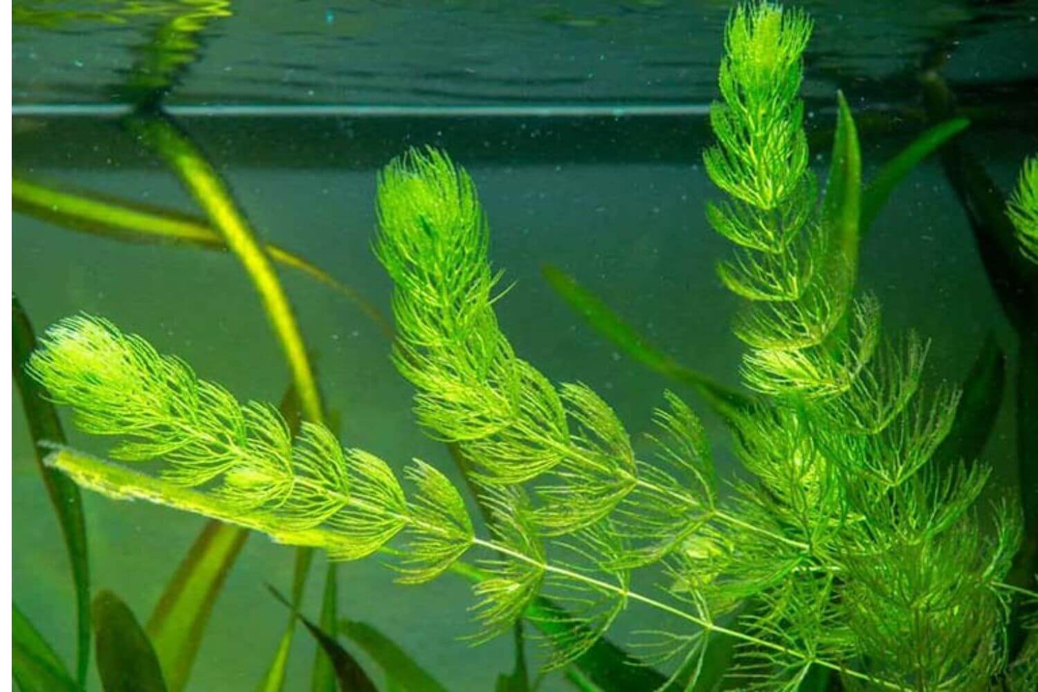 Rong đuôi chó Rong đuôi chó