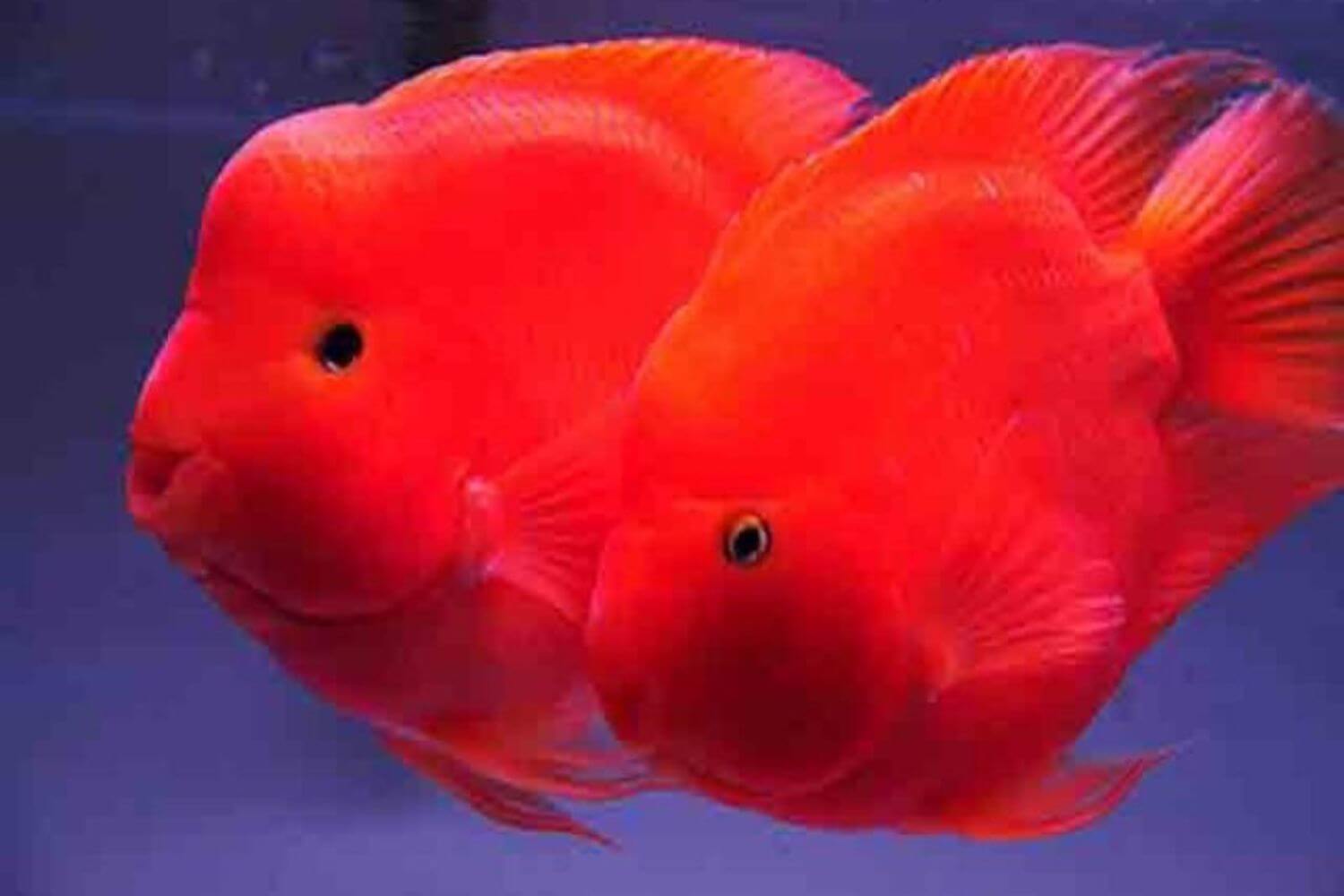 Sinh Sản Ở Cá Sinh Sản Ở Cá