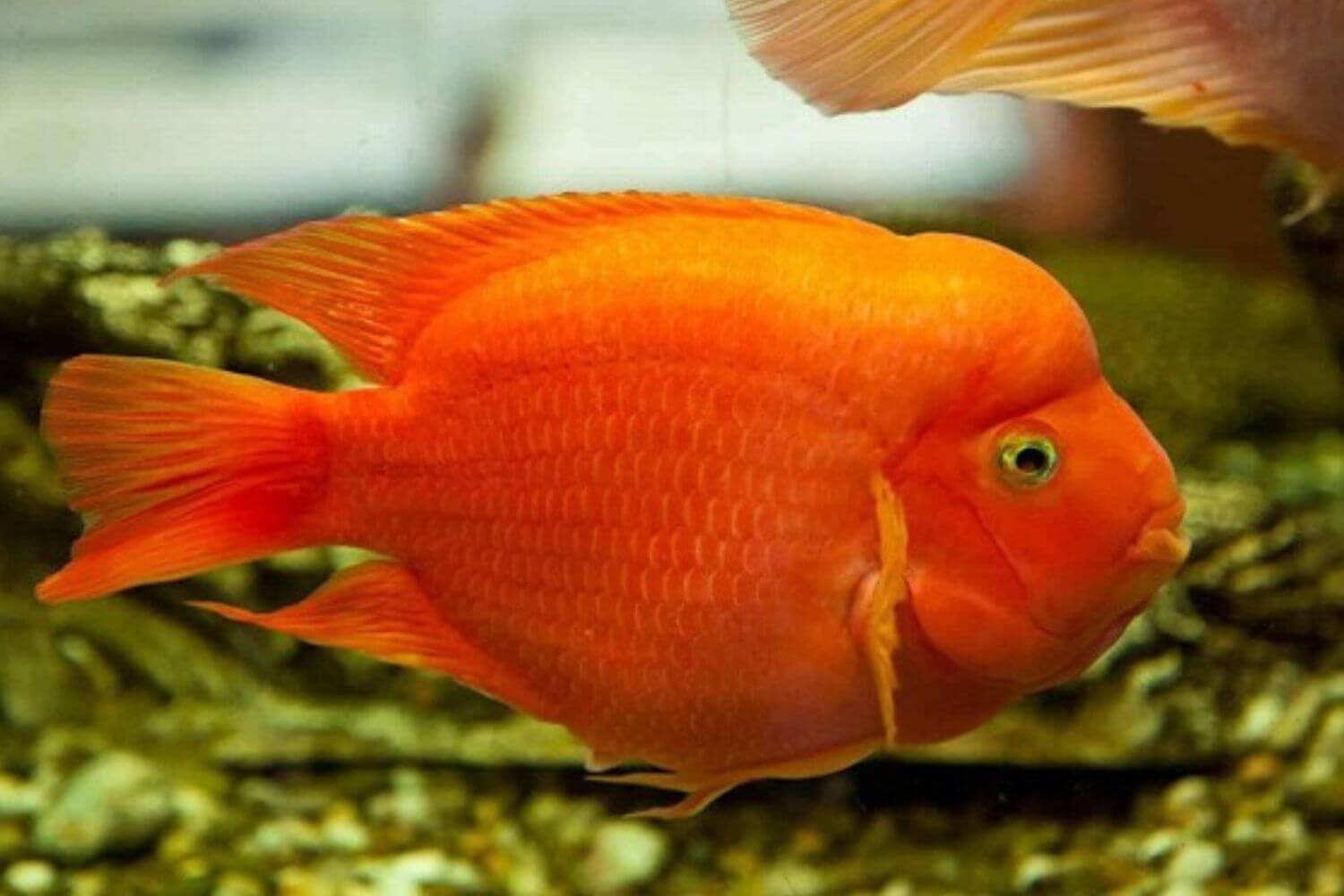 Tập Tính Tính Cách Tập Tính Tính Cách