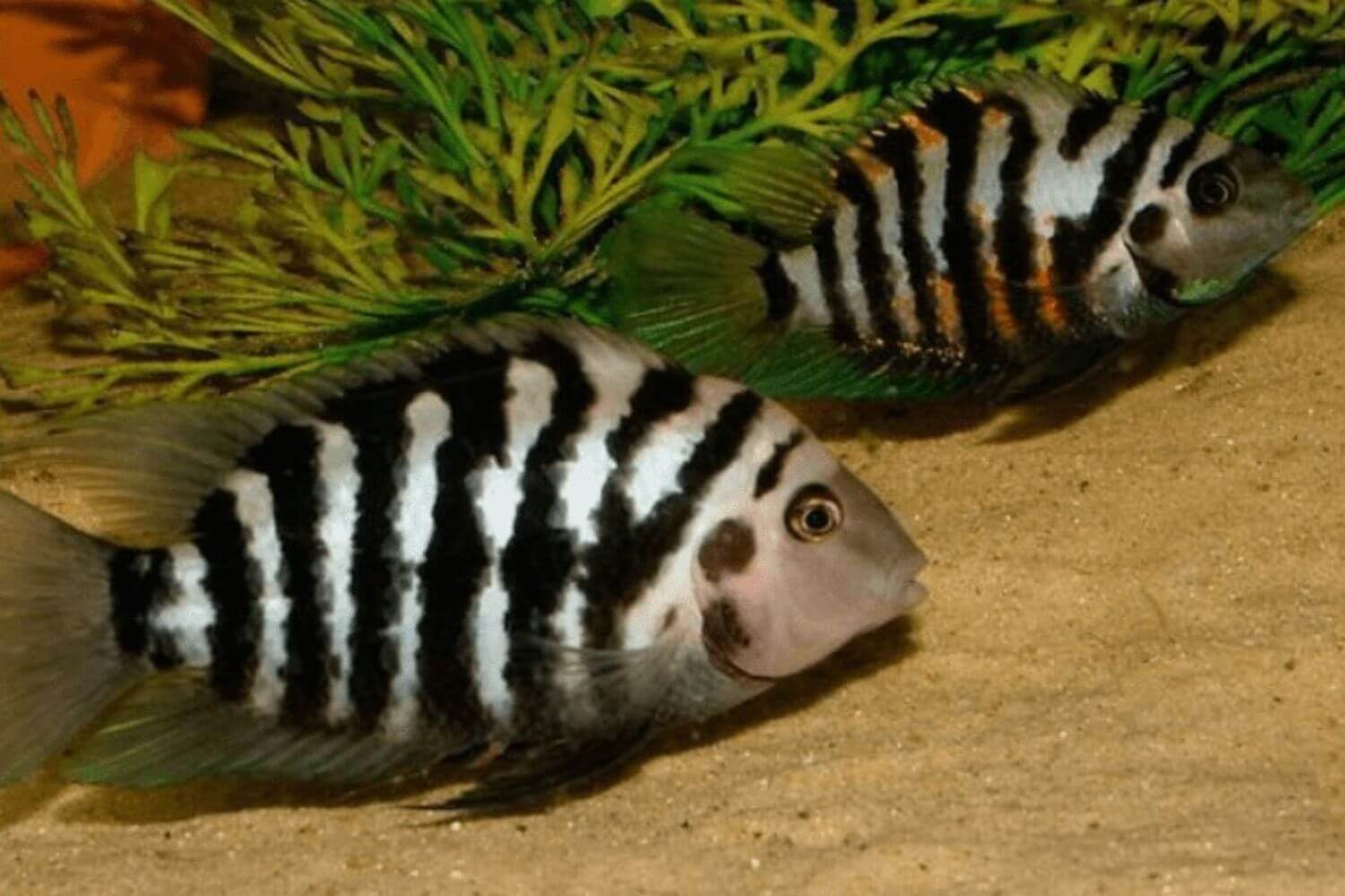 Tính cách tập tính Tính cách tập tính